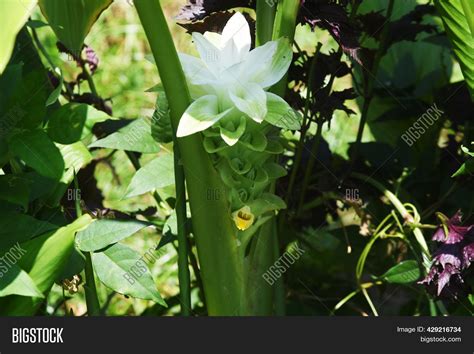 Turmeric Flowers Image Photo Free Trial Bigstock