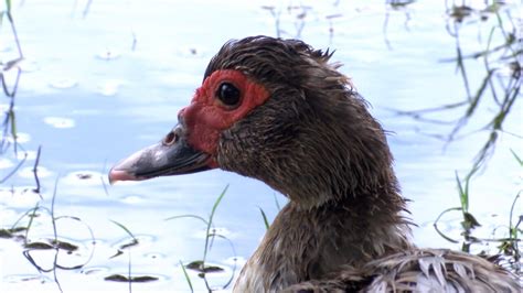 Invasive Muscovy Ducks Taking Over Native Wildlife Habitats