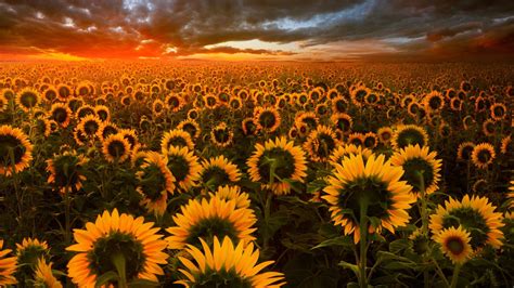 3840x2160 Sunflower Field 4k Hd 4k Wallpapers Images Backgrounds