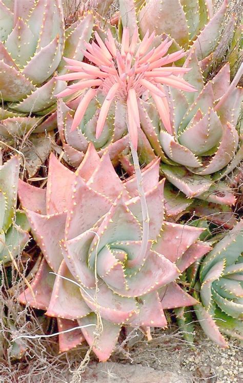 .sided,summer botanical flag yard outdoor decoration 12.5 x 18 inch , find complete details about watercolor cactus garden flag vertical panels on multiple rows and high quality sleeve to provide lasting strength * home decor: 553 best cactus & succulents images on Pinterest