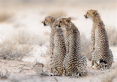 Gallery International Cheetah Day Africa Geographic Magazine