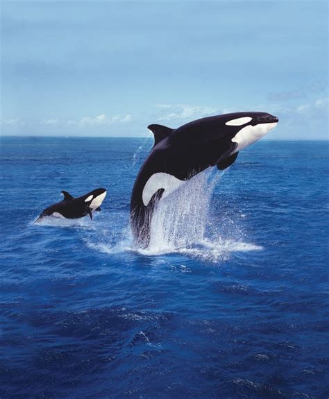 13 Killer Photos Of Killer Whales