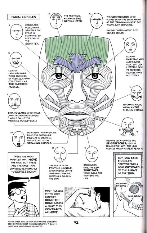 Anatomyface Facial Aesthetics Facial Muscles Anatomy Facial Muscles