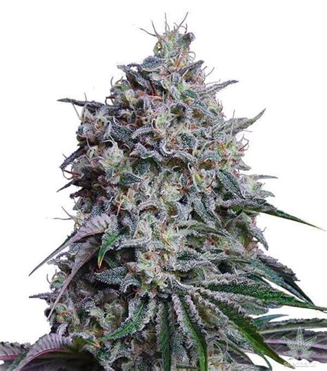 Early on, the show doesn't seem too concerned with the. Sweet Tooth Seeds | Seed Bank | Feminized seeds and ...