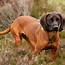 Bavarian Mountain Hound Breed Guide  Learn About The