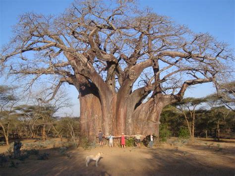 Ömrü Uzattığına İnanılan Hayat Ağacı Baobab Kaşifiz