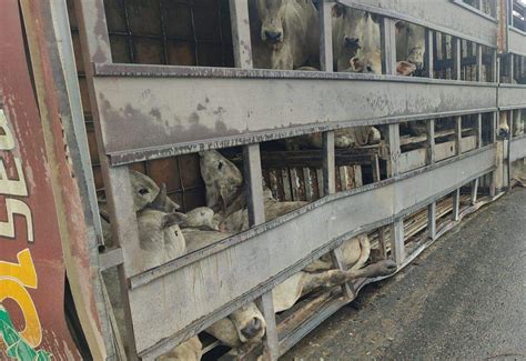 V Deo Carreta Carregada Bois Tomba E Animais Morrem Na Serra