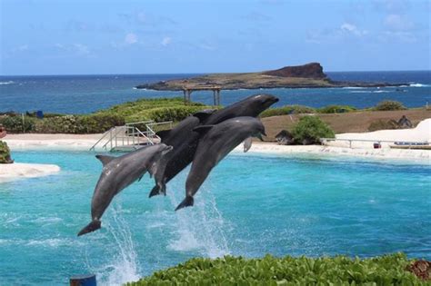Performing Dolphins Picture Of Sea Life Park Hawaii