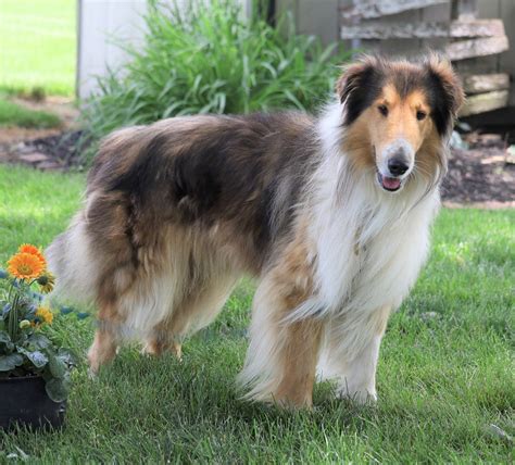 Akc Registered Collie Lassie For Sale Fredericksburg Oh Male Bings