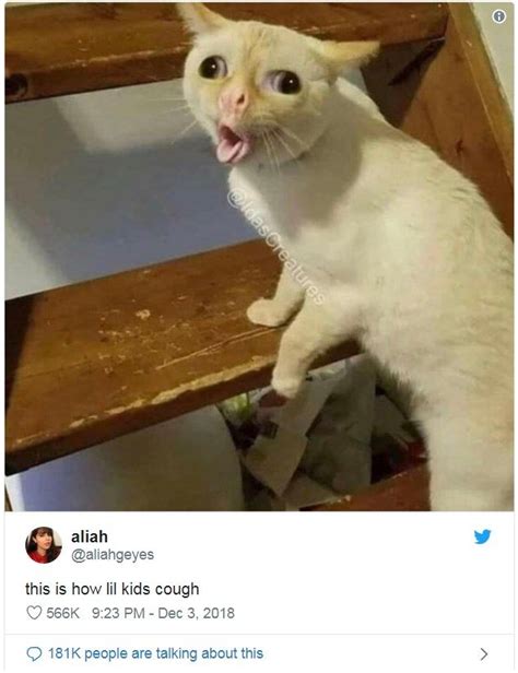 Grab Hold Of The Unbelievable Funny Cat Memes Day 1 Hilarious Pets