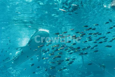 일본 오키나와 고래상어 물고기떼 수족관 사진이미지일러스트캘리그라피 Woong2작가