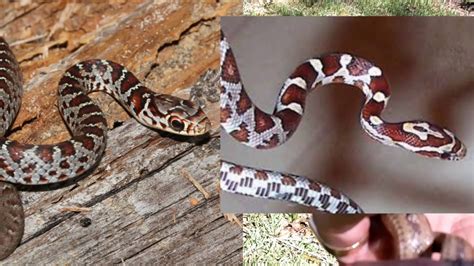 Common Florida Snakes Identification Chart