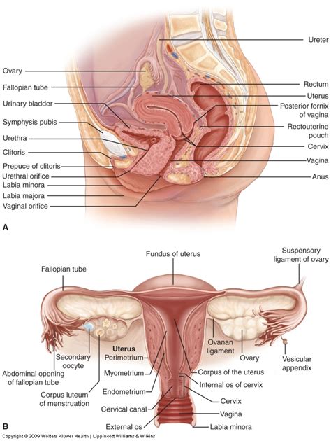 Our experts describe the functions of female reproduction, including the female reproductive system is made up of internal organs and external structures. The internal female reproductive organs - Biology Forums ...