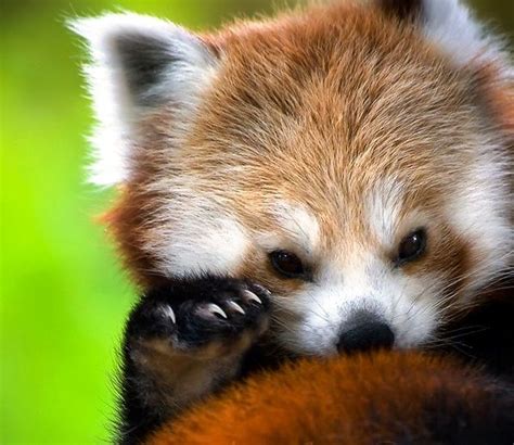 Baby Red Panda Animals Pinterest
