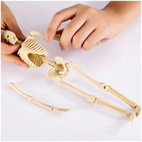 Buy Mini Human Skeleton Model Human Skeleton Structure Assembly