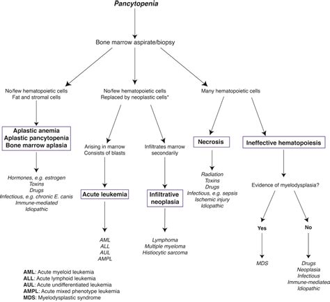 Pancytopenia Mechanisms And Potential Causes Eclinpath