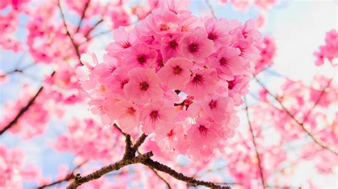 Download Pink Tree Branches Cherry Flowers Close Up 2048x1152
