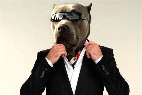 Psbattle This Dog With Sunglasses Photoshopbattles