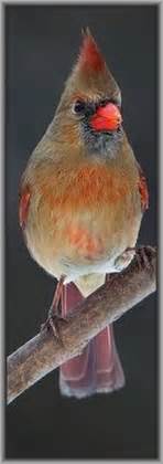 Beautiful Cardinal Bird Photo By Gary Fairhead On Pet