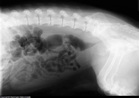 Tcc is basically a cancer of the inner lining of the bladder. Canine Prostate Cancer