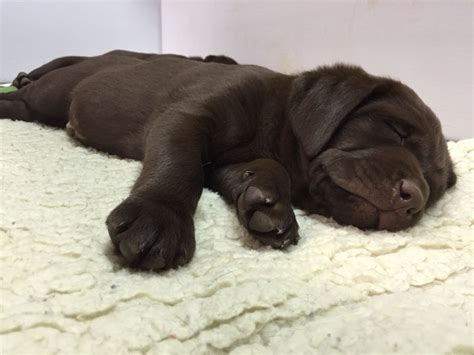 These puppies are available now to go to their new homes. English Chocolate Lab Puppies For Sale In Texas - Animal ...