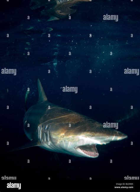Blacktip Shark Carcharhinus Limbatus Aliwal Shoal Kwazulu Natal South