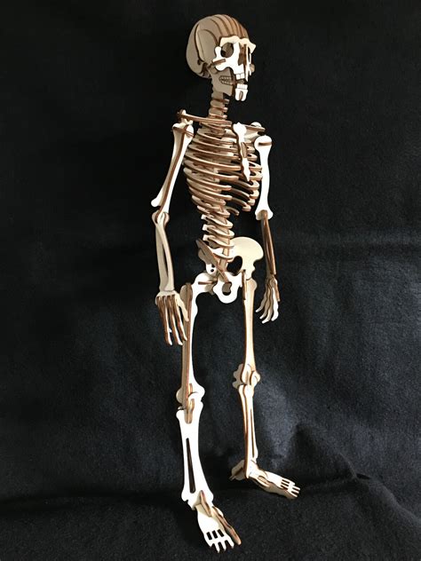 Laser Cut Wooden Skeleton 3d Modelpuzzle Kit Ebay