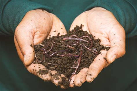 Everything You Ever Wanted To Know About Worm Bin Composting But Were