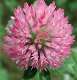 Pictures of Picture Of Red Clover Flower