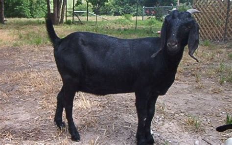 Black Bengal Goat Profile Breed Characteristics Agri Farming