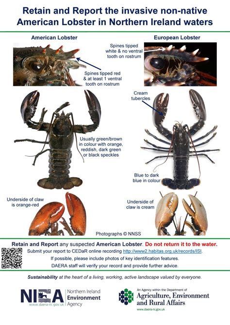 American Lobster Retain And Report Invasive Species Ireland