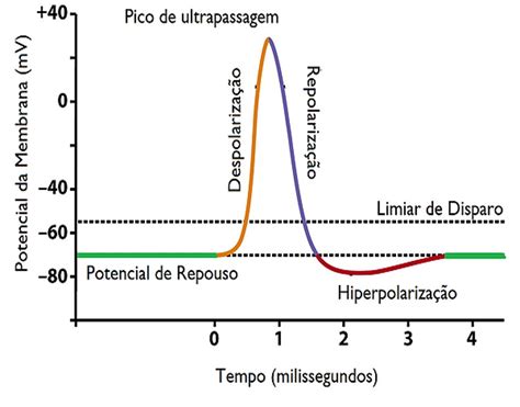 Plantando Ciência Potenciais De Ação