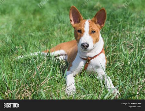 Little Basenji Puppy Image And Photo Free Trial Bigstock