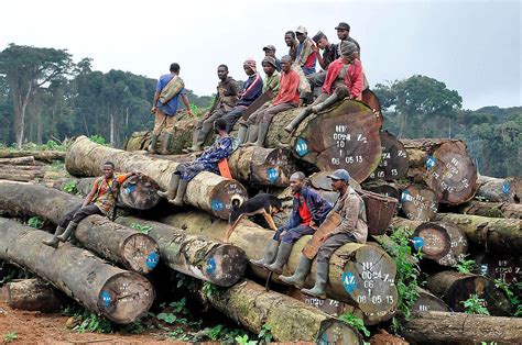 Effects Of Deforestation In Africa