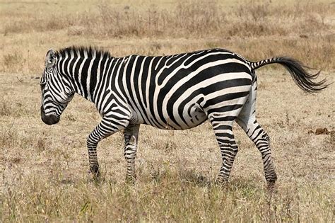 Instead, they eat a wide variety of different grasses, sometimes even eating leaves and young trees. Where do Zebras Live? Facts about the Habitat of Zebras