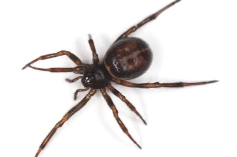 Grandmother Dies After Being Bitten By Spider In Her Own Home