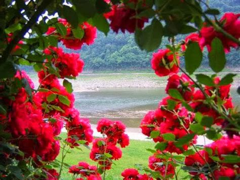 Abadi hakikat yang nirmala akan takdir mu. 20 Gambar Foto Bunga Mawar Merah ~ Ayeey.com