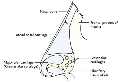 Nose Cartilage Diagram