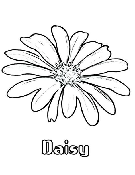 Daisy Flower Coloring Pages Printable