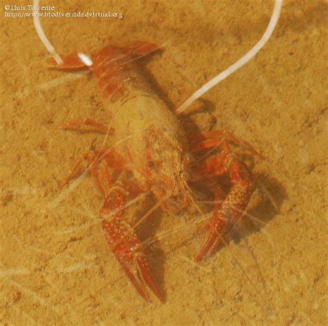 Procambarus Clarkii 3263 Biodiversidad Virtual Hábitats