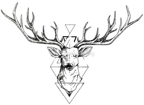Deer Head Line Drawing At Getdrawings Free Download