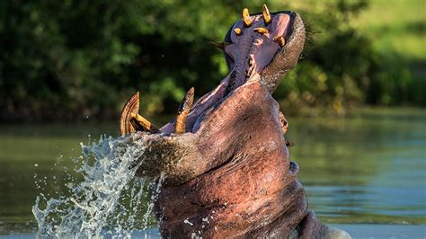 Hippos The Third Largest Land Animals On Earth Nature Blog Network