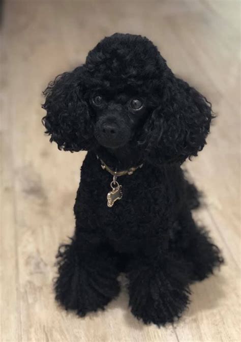 Black Poodle 🐩 Toy Poodle Puppies Poodle Mix Cute Puppies Toy