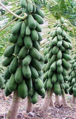 Hybrid Papaya Seeds From Sri Lanka Ceylon Products Home Garden Seeds