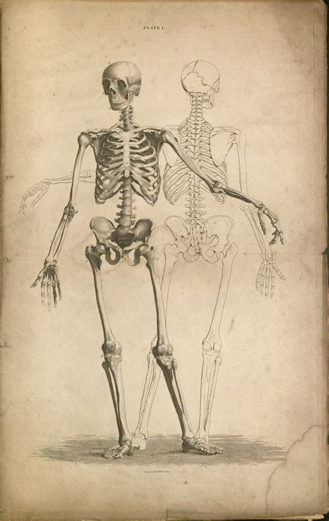 Human Skeleton Ilustrações Anatomia Do Corpo Humano Anatomia Ossea