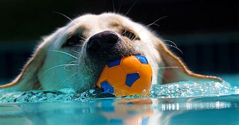 Can A Puppy Swim In A Pool Surprising Answer Keepingdog