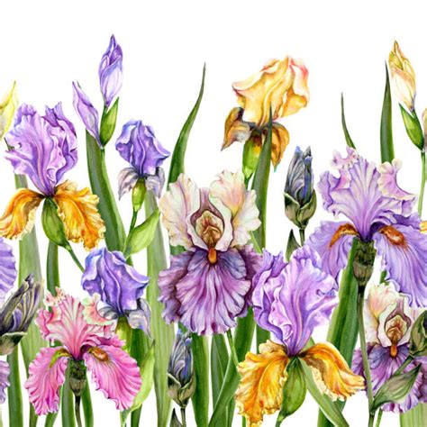 Free Free 115 Iris Flower Svg SVG PNG EPS DXF File