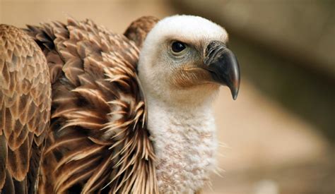 Vultures Wild Animals News And Facts