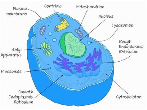 What Is The Definition Structure And Function Of A Eukaryotic Cell