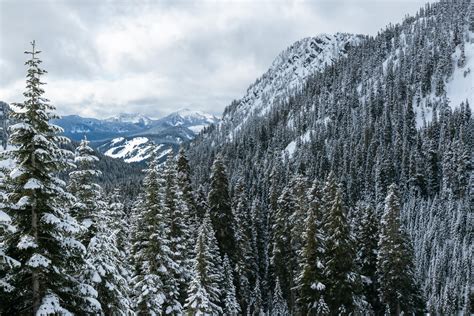 Wallpaper Mountains Trees Snow Snowy Forest Hd Widescreen High